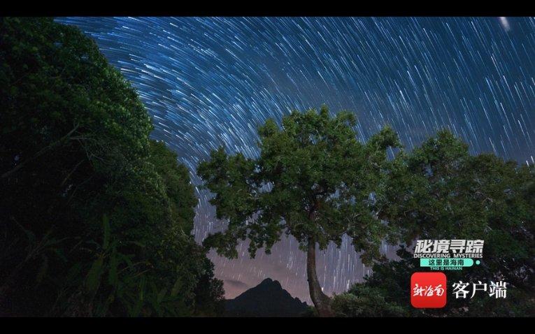 逃离白鸽之森